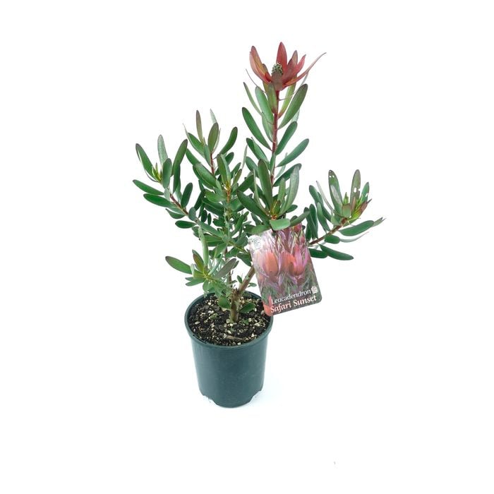 150mm Safari Sunset - Leucadendron laureolum