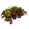 6 Cell Salanova Lettuce - Lactuca sativa