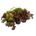 6 Cell Salanova Lettuce - Lactuca sativa