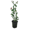 150mm Lonicera Goldflame - Lonicera x Heckrotti 'Goldflame'
