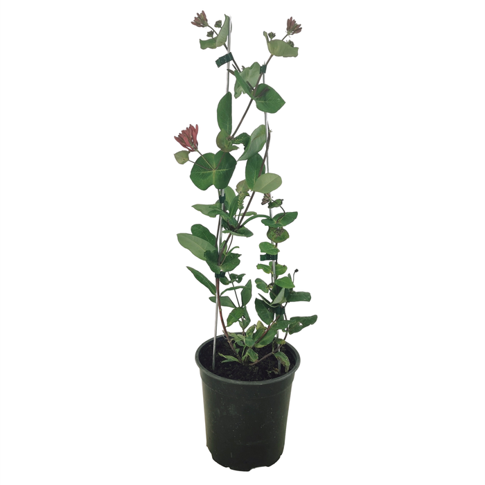 150mm Lonicera Goldflame - Lonicera x Heckrotti 'Goldflame'