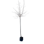600mm Flowering Cherry - Prunus yedoensis Awanui