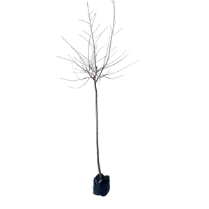 600mm Flowering Cherry - Prunus yedoensis Awanui