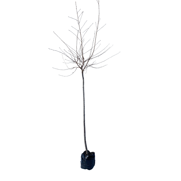 600mm Flowering Cherry - Prunus yedoensis Awanui