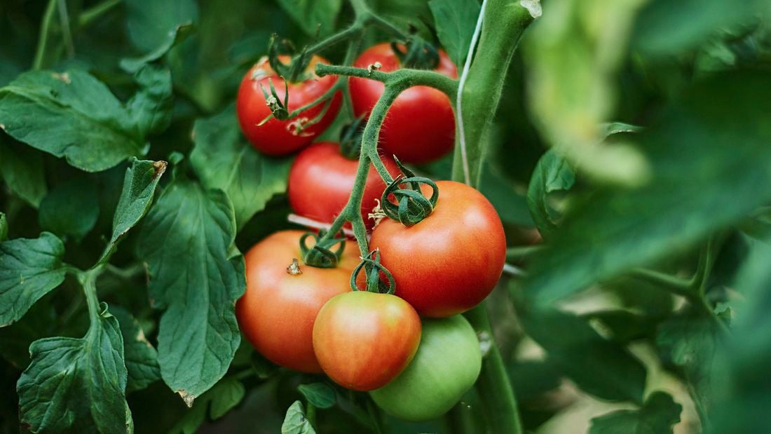 Cluster of ripening tomatoes on the vine among green leaves with signs of pest damage]