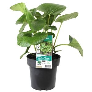 180mm Tractor Seat Plant - Ligularia reniformis