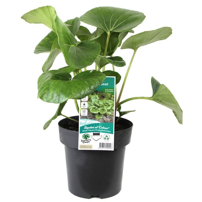 180mm Tractor Seat Plant - Ligularia reniformis