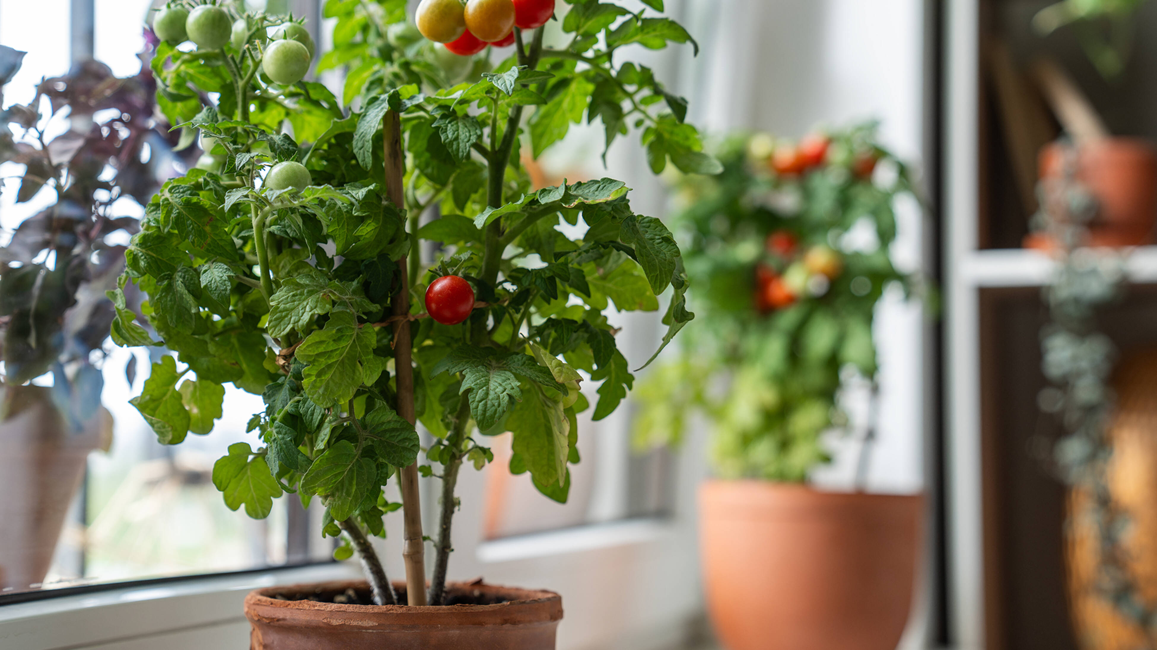 Vertical garden structure with terracotta pots containing herbs and flowering plants, beside a coiled green and yellow garden hose on a white panelled wall, with lush greenery in the background