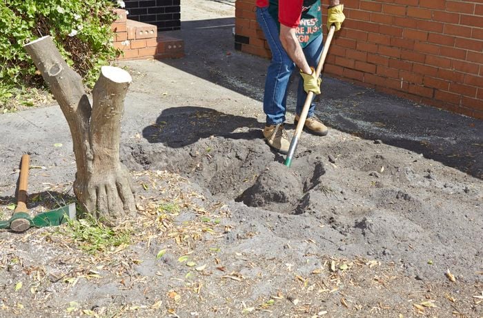 Person digging around a tree stump.