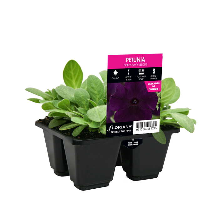 4 Cell Petunia Crazy Navy Velour - Petunia hybrida