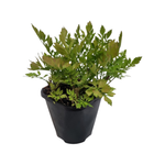 1.5L Water Parsley - Oeanthe Sarmentosa