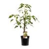 200mm Pink Kurrajong Tree - Brachychiton populneus x acerifolius