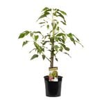 200mm Pink Kurrajong Tree - Brachychiton populneus x acerifolius