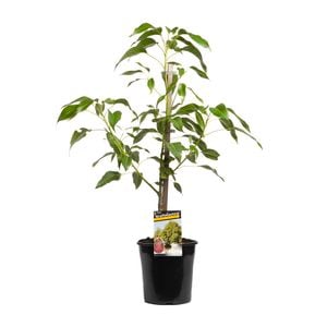 200mm Pink Kurrajong Tree - Brachychiton populneus x acerifolius
