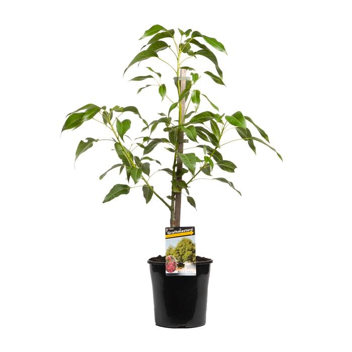 200mm Pink Kurrajong Tree - Brachychiton populneus x acerifolius
