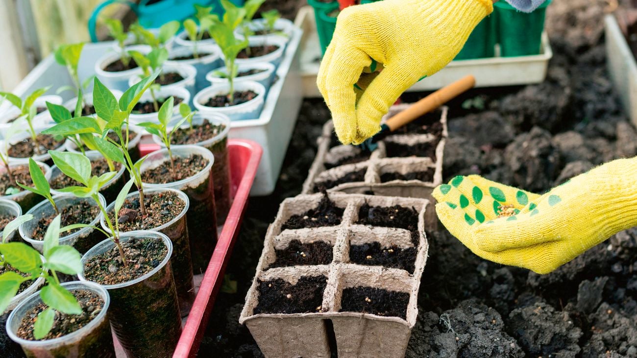  A person wearing yellow gloves with green leaf patterns is planting seeds into small biodegradable pots filled with soil. Nearby, there are trays of young seedlings growing in clear plastic cups.