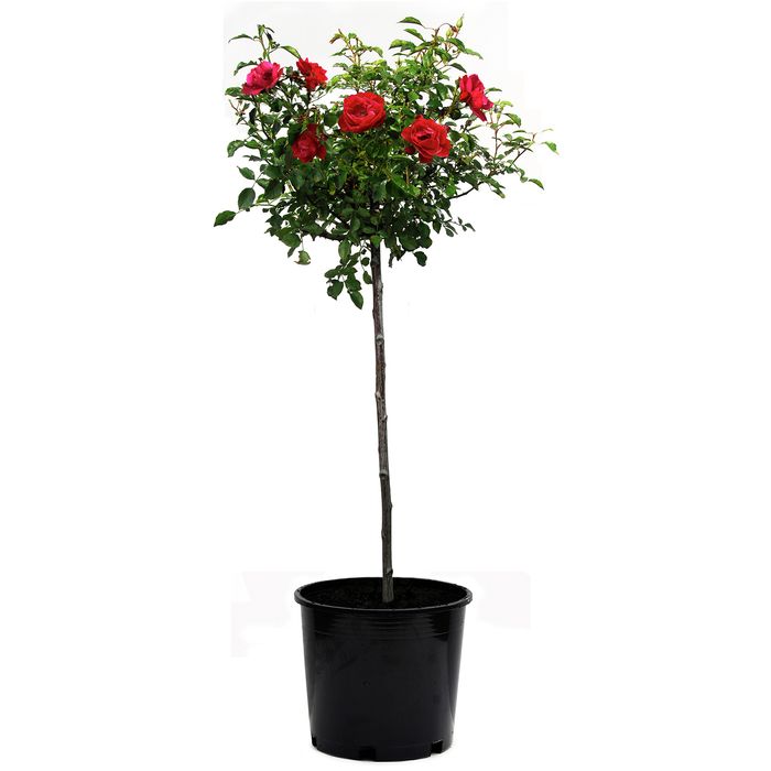 30cm Scarlet Carpet Rose - Rosa noaschnee