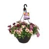 270mm Pansy Plentifall Trailing  - Pansy x witrrockiana