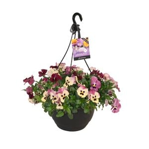 270mm Pansy Plentifall Trailing  - Pansy x witrrockiana