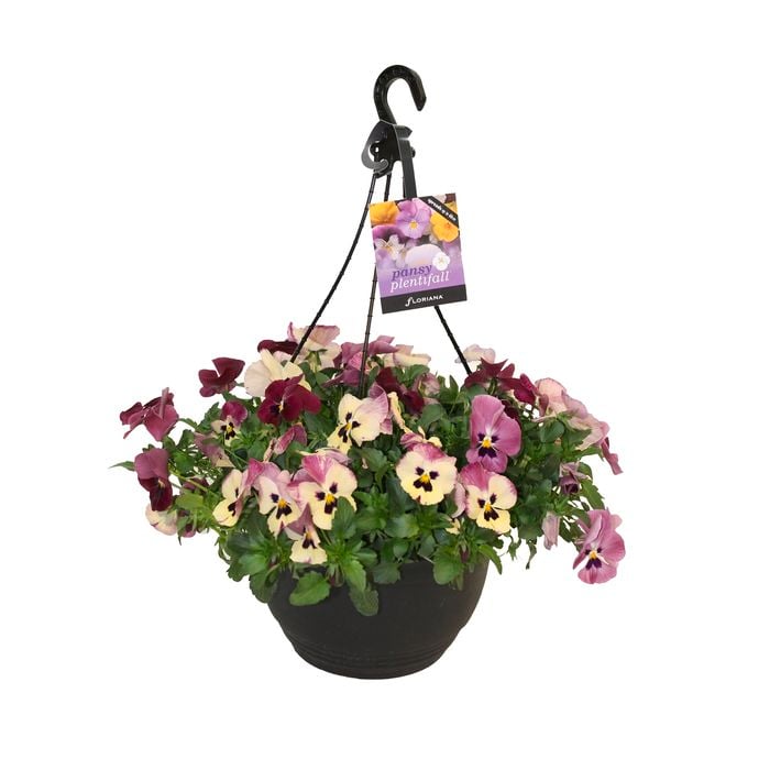270mm Pansy Plentifall Trailing  - Pansy x witrrockiana