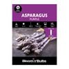 Bloomin' Bulbs Asparagus Purple - 1 Pack