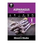 Bloomin' Bulbs Asparagus Purple - 1 Pack