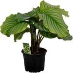140mm Prayer Plant Orbifolia - Calathea orbifolia