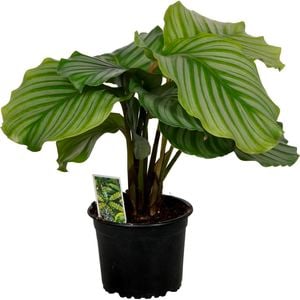 140mm Prayer Plant - Calathea orbifolia