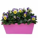 Assorted Potted Colour In Window Boxes