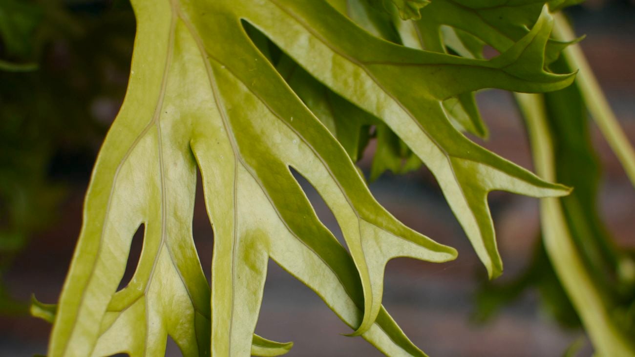 Fishtail fern close upÂ