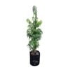 25L Henkels Yellowwood - Podocarpus henkelii