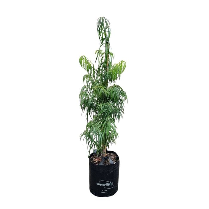 25L Henkels Yellowwood - Podocarpus henkelii