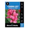 Bloomin' Bulbs Canna Lily Tropical Rose - 1 Pack