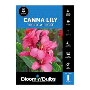 Bloomin' Bulbs Canna Lily Tropical Rose - 1 Pack