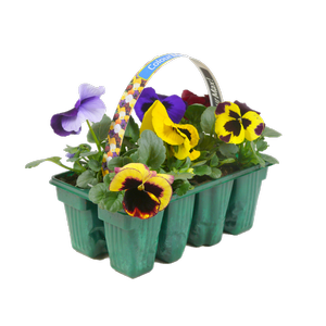 8 Pack Colourmax Pansy - Viola wittrockiana