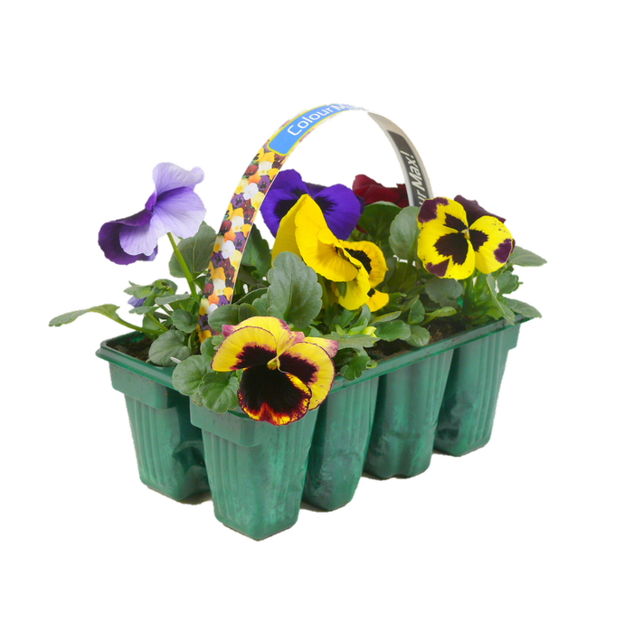 8 Pack Colourmax Pansy - Viola wittrockiana