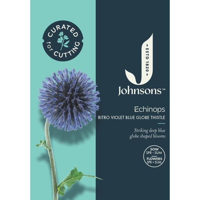 Johnsons Curated For Cutting Echinops Ritro Violet Blue 'Globe Thistle'