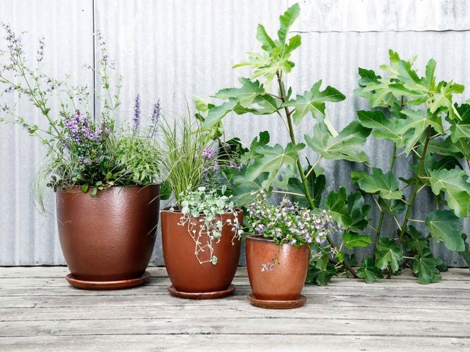 Three copper glazed pots with plants