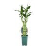 70mm 2 Cane Lucky Bamboo - Dracaena sanderiana