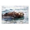 Watchful And Protective  Print 100% Australian Made 150 x 100cm  (Acrylic)