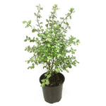 4.5L Pittosporum Wrinkle Blue - Pittosporum tenuifolium