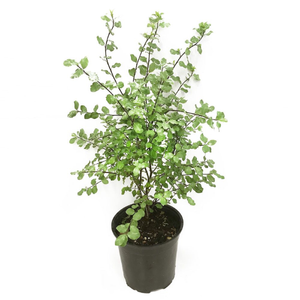 4.5L Pittosporum Wrinkle Blue - Pittosporum tenuifolium