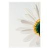 Galrie Stunning CloseUp Daisy Flower Art Print Nature Photography for Home Decor, Poster Only, A0 84 x 119cm (33 X 47inch)
