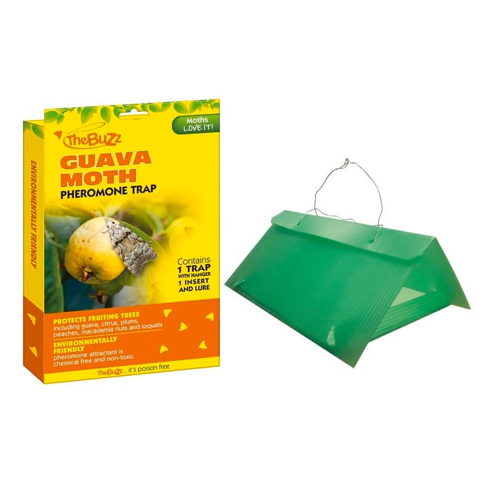 The Buzz Guava Moth Trap