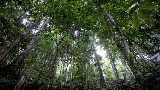 Why Choose FSC-Certified Timber?