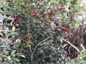 Tucker bush lilly pilly bush with pink berries