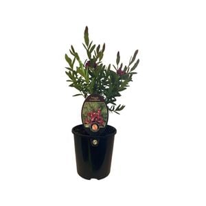 1.9L Polygala Grandiflora - Polygala myrtifolia 