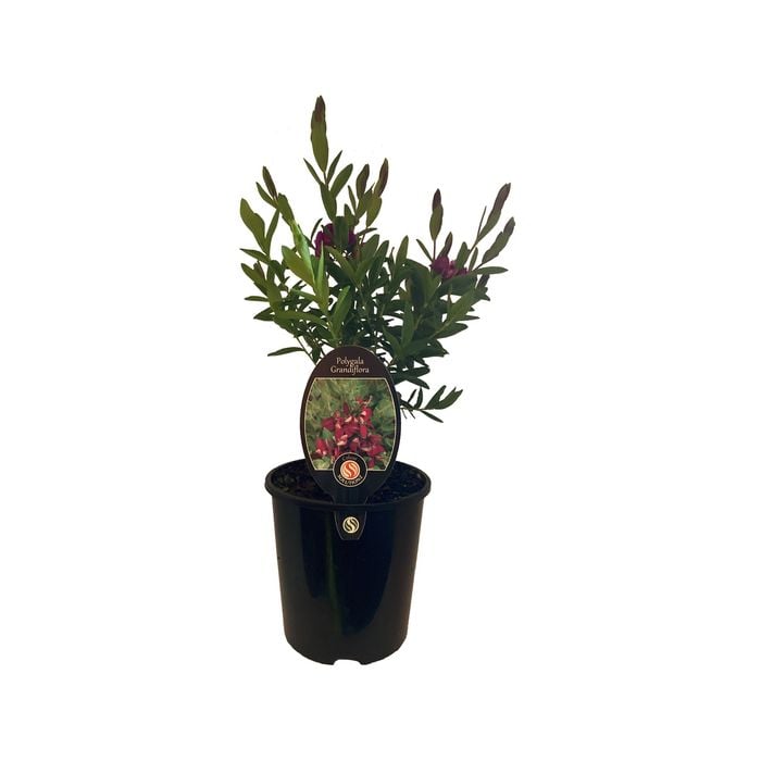 1.9L Polygala Grandiflora - Polygala myrtifolia 