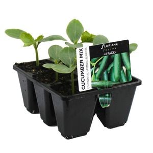 6 Cell Cucumber Mix - Cucumis sativus - Fusion Vegetable Range