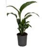 170mm Peace Lily - Spathiphyllum wallisii